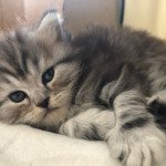 PetiteChérie de Stirling Castle Femelle British Longhair PetiteChérie de Stirling Castle Femelle British Longhair