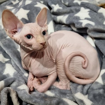 Toy Story Des Sphynx De Kastell Mâle Sphynx