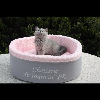 Thor de la Chatterie de Tournan Mâle British Shorthair