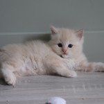 ULTIMO de Clénatal Mâle Ragdoll ULTIMO de Clénatal Mâle Ragdoll