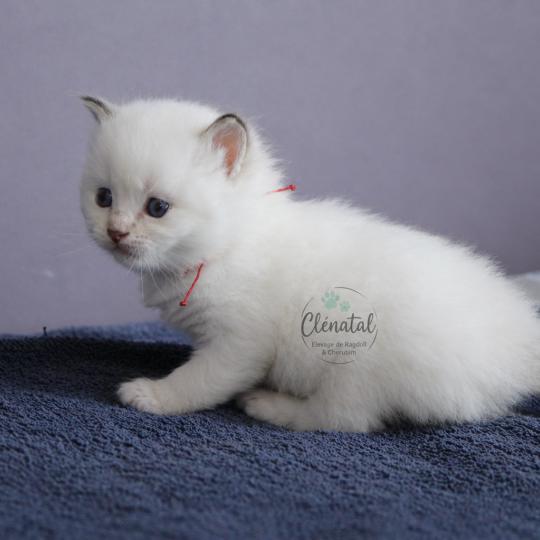BROOKIE de Clénatal Mâle Ragdoll