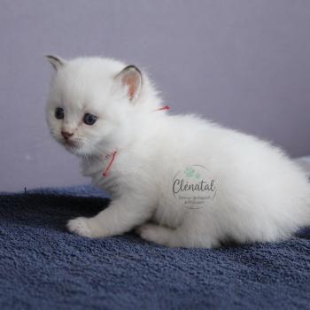 BROOKIE de Clénatal Mâle Ragdoll
