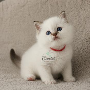 BROOKIE de Clénatal Mâle Ragdoll