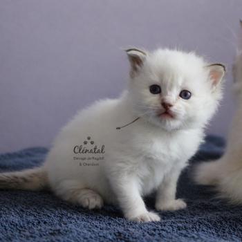 BOHÈME de Clénatal Mâle Ragdoll
