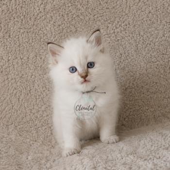 BOHÈME de Clénatal Mâle Ragdoll