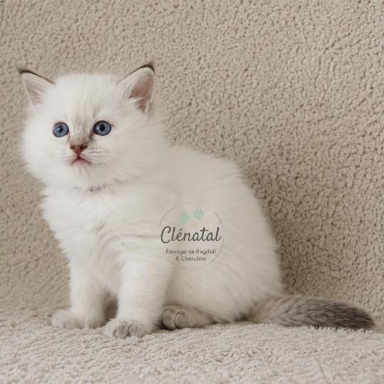 chaton Ragdoll chocolate tabby point BLOOMING La Chatterie de Clénatal chocolate tabby point