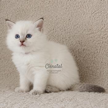 BLOOMING de Clénatal Femelle Ragdoll