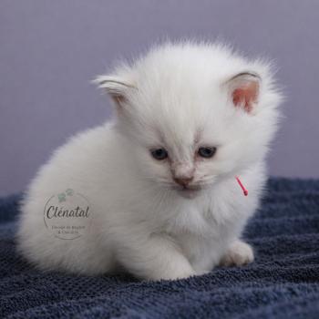 BUBBLE UP de Clénatal Femelle Ragdoll
