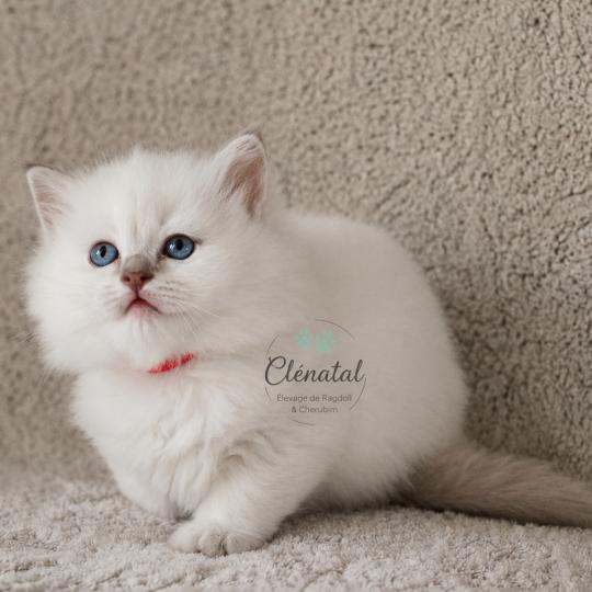 chaton Ragdoll lilac tabby point BUBBLE UP La Chatterie de Clénatal lilac tabby point