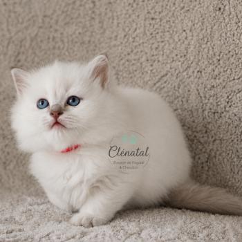 BUBBLE UP de Clénatal Femelle Ragdoll