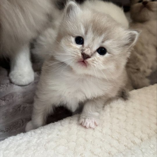 chaton Ragdoll blue mink ACE COLLIER JAUNE La Chatterie de Clénatal blue tabby mink mitted