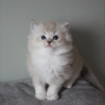 ACE COLLIER JAUNE de Clénatal Femelle Ragdoll