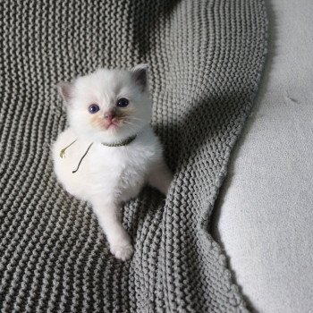 ALOÉ de Clénatal Femelle Ragdoll