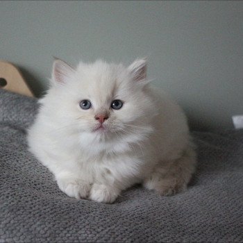 AMARETTO COLLIER NOIR de Clénatal Mâle Ragdoll