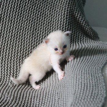 AMBER de Clénatal Femelle Ragdoll