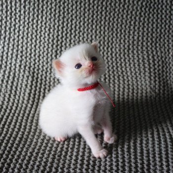 ARCHIE de Clénatal Mâle Ragdoll