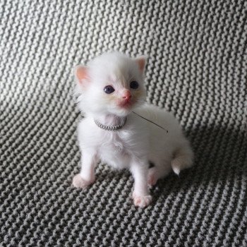 ARÈS de Clénatal Mâle Ragdoll