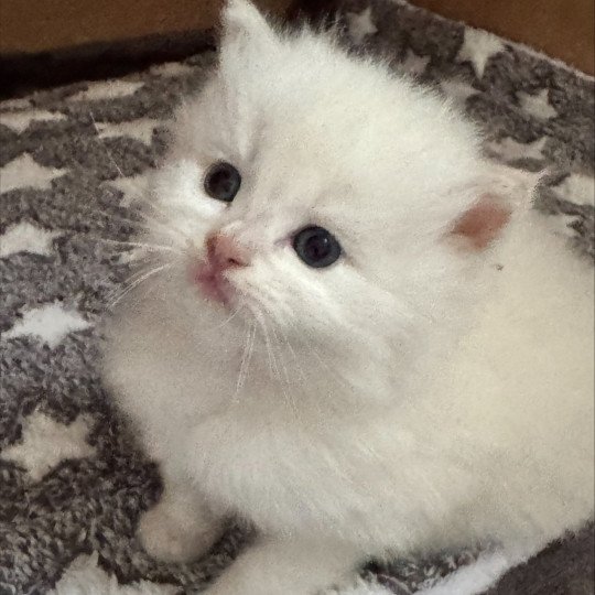 chaton Ragdoll fawn point ASTRE COLLIER ORANGE La Chatterie de Clénatal fawn point
