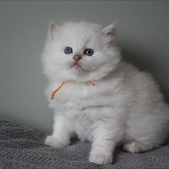 chaton Ragdoll fawn point ASTRE COLLIER ORANGE La Chatterie de Clénatal fawn point