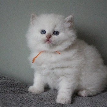 ASTRE COLLIER ORANGE de Clénatal Mâle Ragdoll