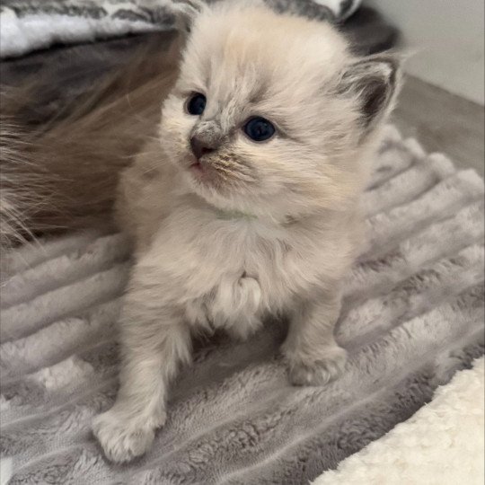 chaton Ragdoll blue mink ATOME COLLIER VERT La Chatterie de Clénatal blue mink