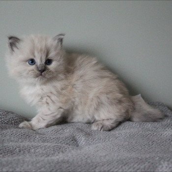 ATOME COLLIER VERT de Clénatal Mâle Ragdoll