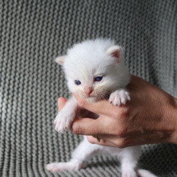 ATOMIC de Clénatal Mâle Ragdoll