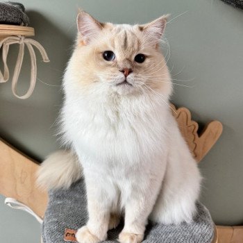 Ruby Chantall LAVENDER Mâle Ragdoll