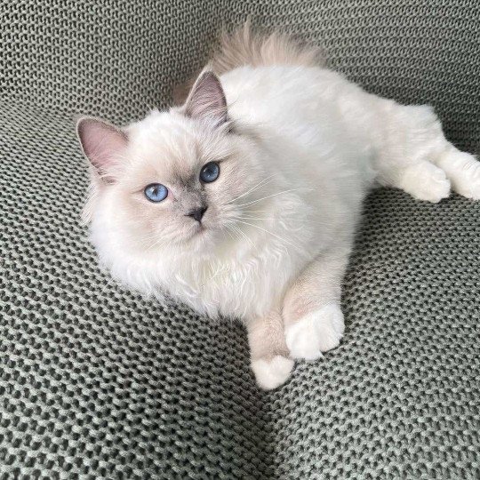 chat Ragdoll blue point mitted Twillight Zafrina La Chatterie de Clénatal blue point mitted