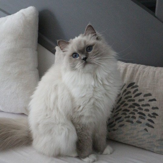 chat Ragdoll blue point mitted Twillight Zafrina La Chatterie de Clénatal blue point mitted