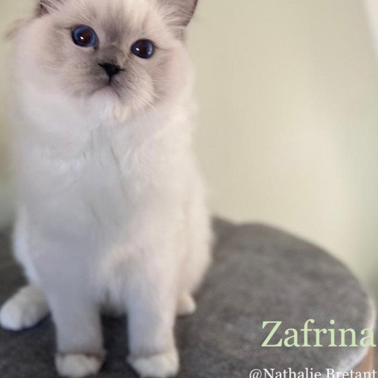 chat Ragdoll Twillight Zafrina La Chatterie de Clénatal blue point mitted