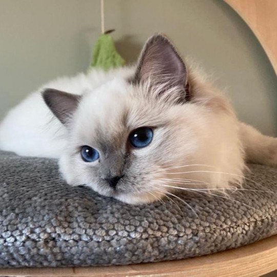 chat Ragdoll blue point mitted Twillight Zafrina La Chatterie de Clénatal blue point mitted