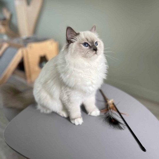 chat Ragdoll blue point mitted Twillight Zafrina La Chatterie de Clénatal blue point mitted