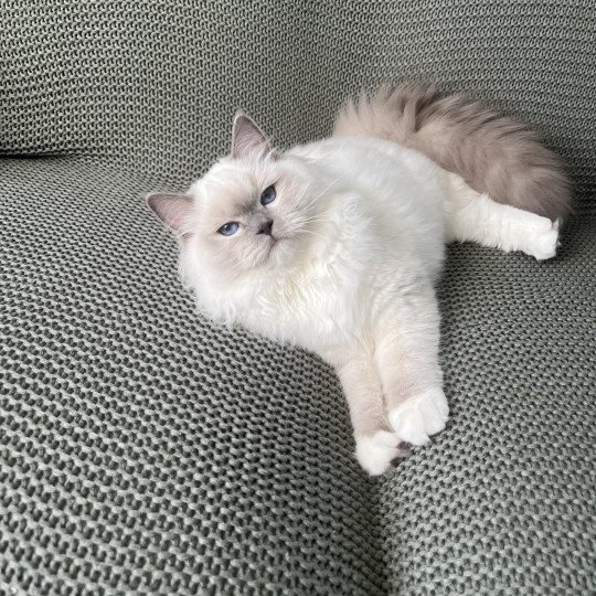 chat Ragdoll blue point mitted Twillight Zafrina La Chatterie de Clénatal blue point mitted