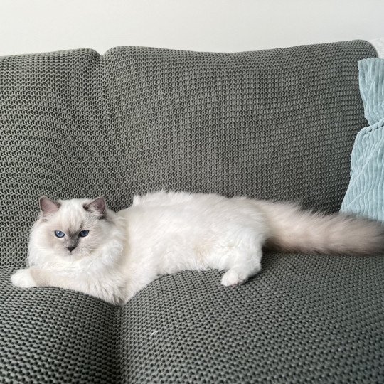 chat Ragdoll blue point mitted Twillight Zafrina La Chatterie de Clénatal blue point mitted
