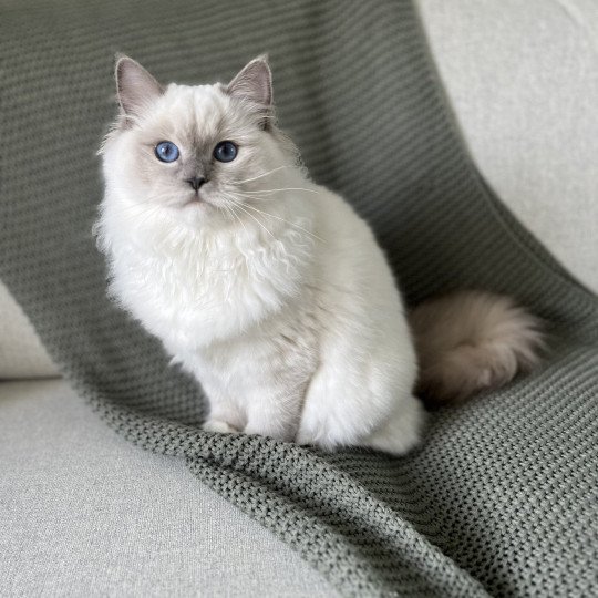 chat Ragdoll blue point mitted Twillight Zafrina La Chatterie de Clénatal blue point mitted