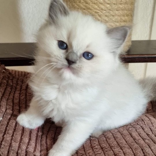 chat Ragdoll blue point mitted Twillight Zafrina La Chatterie de Clénatal blue point mitted
