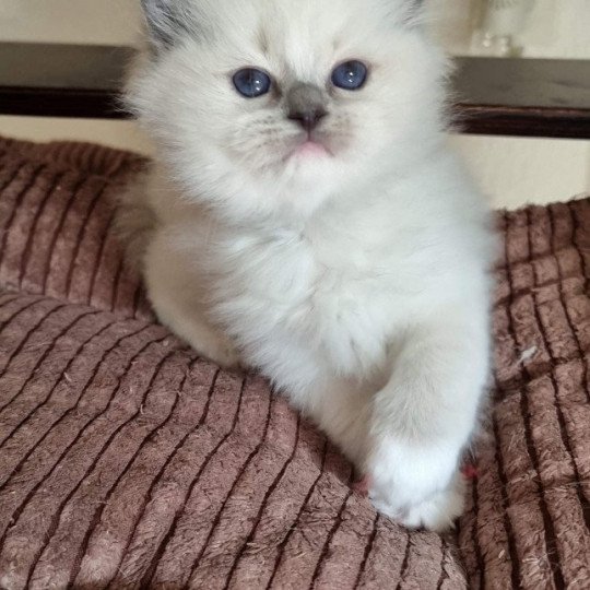 chat Ragdoll blue point mitted Twillight Zafrina La Chatterie de Clénatal blue point mitted