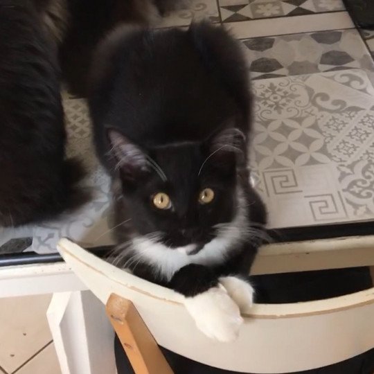 Pongo Des Grugnys Cats Des Grugnys Cats