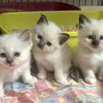 1er chaton (Portée Roxy ❤ Roméo des anges de sissi) - Mâle blue black Mâle Sacré de Birmanie