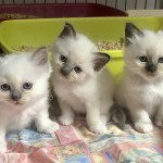 1er chaton (Portée Roxy ❤ Roméo des anges de sissi) - Mâle blue black Mâle Sacré de Birmanie 1er chaton (Portée Roxy ❤ Roméo des anges de sissi) - Mâle blue black Mâle Sacré de Birmanie