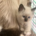 2e chaton (Portée Roxy ❤ Roméo des anges de sissi) - Femelle blue black Femelle Sacré de Birmanie