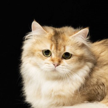 Rosie Femelle British Longhair