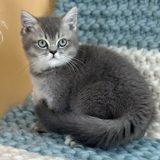 chaton British Shorthair blue golden shaded WAKEA Sweet Cat's - La Chatterie blue golden shaded