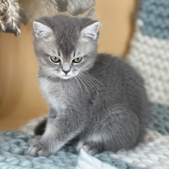 chaton British Shorthair blue golden shaded WAKEA Sweet Cat's - La Chatterie blue golden shaded