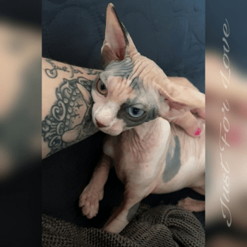 Just For Love Elevage De Chat Sphynx Chat Et Chaton Com