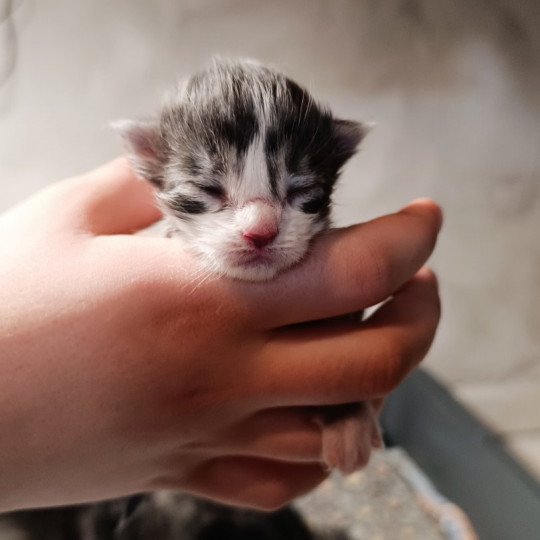 chaton Maine coon blue mackerel tabby bicolor Chatterie du Loup d'Orcoon blue mackerel tabby & blanc
