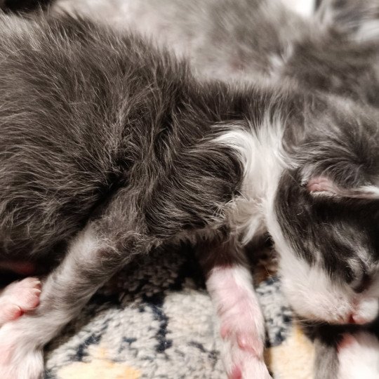 chaton Maine coon blue mackerel tabby & blanc chaton m 6 Chatterie du Loup d'Orcoon blue mackerel tabby & blanc
