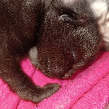 1er chaton (Portée Sephora ❤ Uchiwa Itachi 2025) - Mâle black Mâle Maine coon