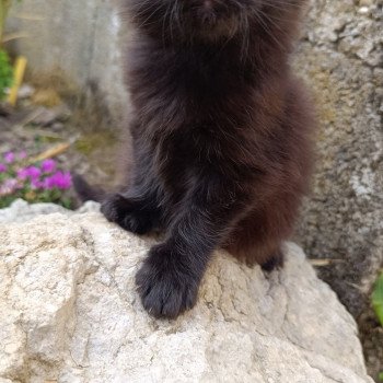 all black du loup d'orcoon du Loup d'Orcoon Mâle Maine coon